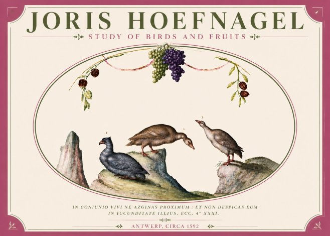 Joris Hoefnagel Three Birds with Grapes and Inscription No6 - Poszter