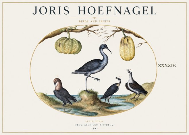 Joris Hoefnagel Birds and Fruits No1 - Poszter