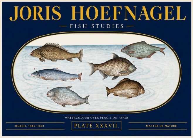 Joris Hoefnagel Six Freshwater Fish No4 - Poszter