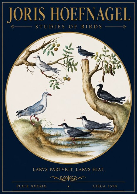 Joris Hoefnagel Studies of Birds II No4 - Poszter
