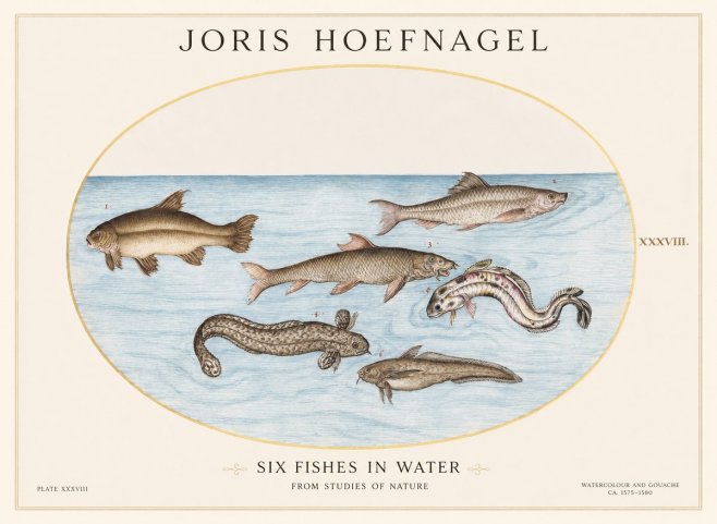Joris Hoefnagel Six Fishes in Water II No1 - Poszter