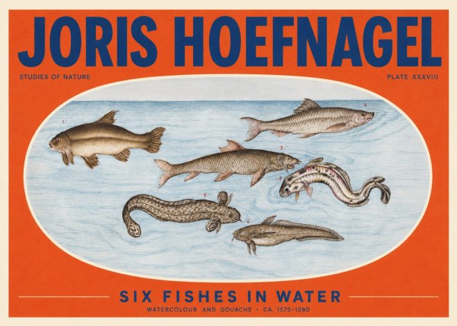 Joris Hoefnagel Six Fishes in Water II No2 - Poszter