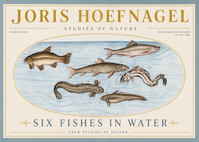 Joris Hoefnagel Six Fishes in Water II No4 - Poszter