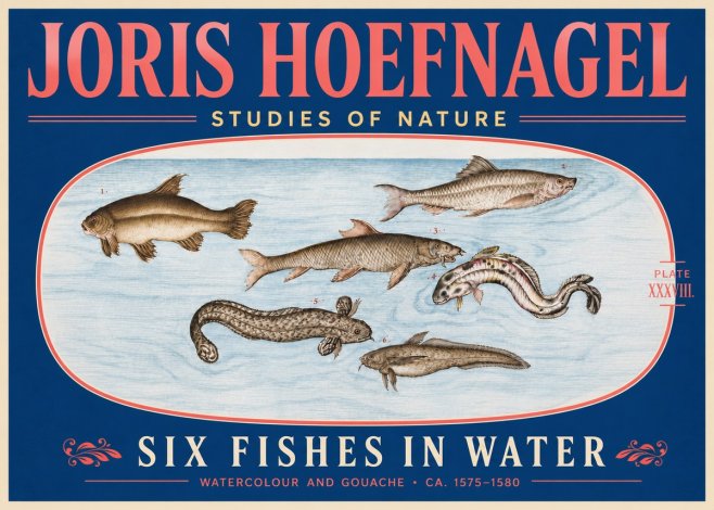 Joris Hoefnagel Six Fishes in Water II No5 - Poszter