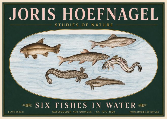 Joris Hoefnagel Six Fishes in Water II No6 - Poszter