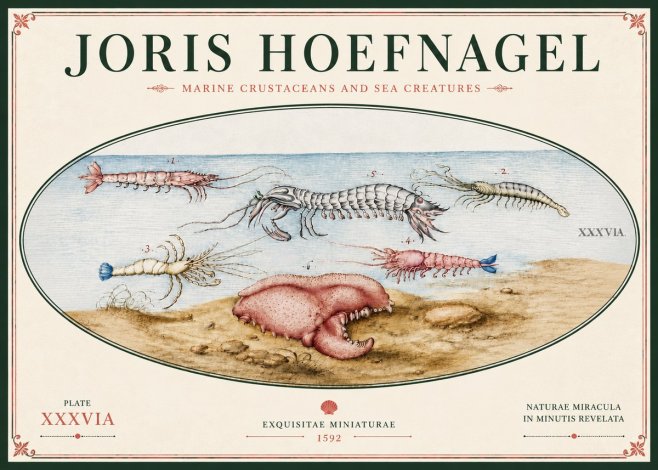 Joris Hoefnagel Marine Crustaceans and Sea Creature No6 - Poszter