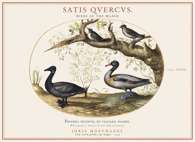 Joris Hoefnagel Satis Quercus. Birds of the Marsh No1 - Poszter