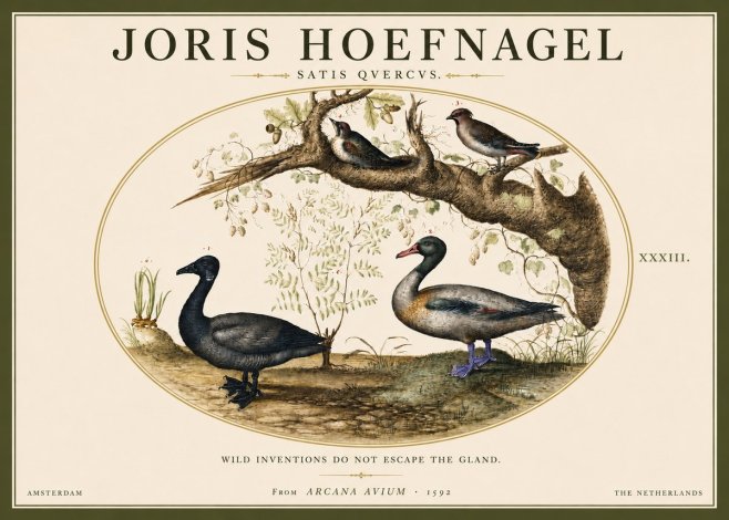 Joris Hoefnagel Satis Quercus. Birds of the Marsh No5 - Poszter