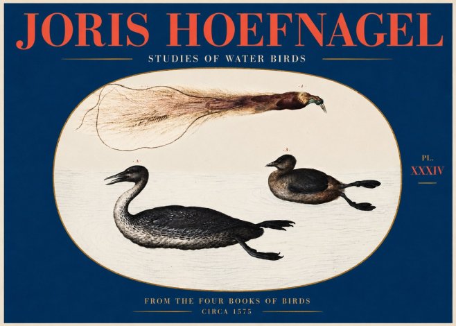 Joris Hoefnagel Studies of Water Birds No2 - Poszter
