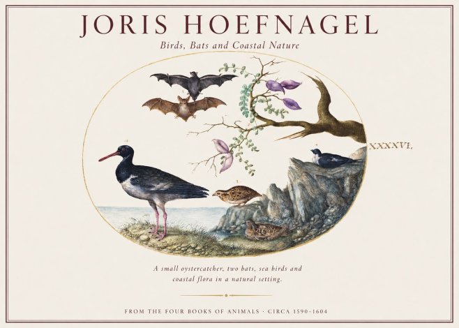 Joris Hoefnagel Birds, Bats and Coastal Nature No1 - Poszter