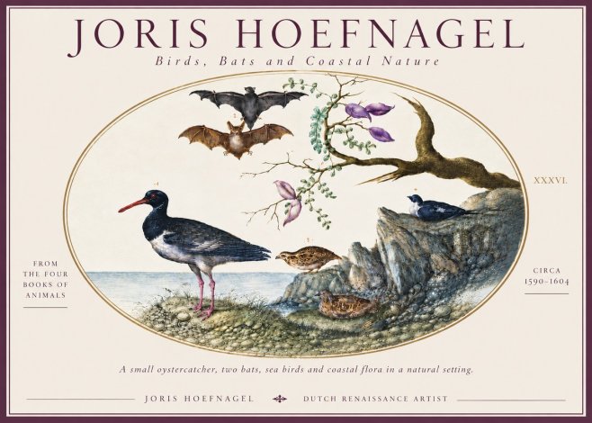 Joris Hoefnagel Birds, Bats and Coastal Nature No6 - Poszter
