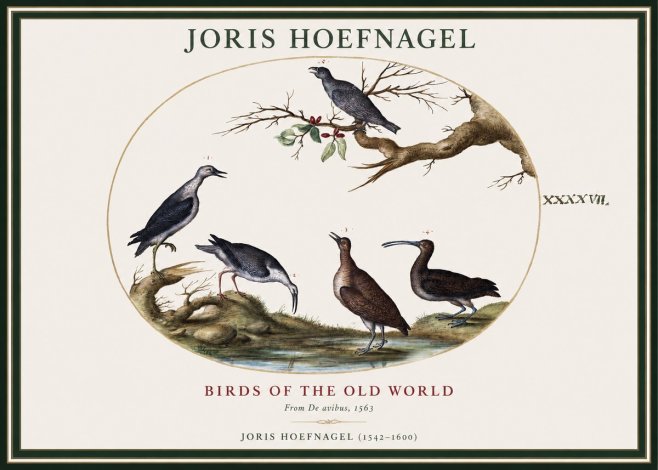 Joris Hoefnagel Birds of the Old World No1 - Poszter