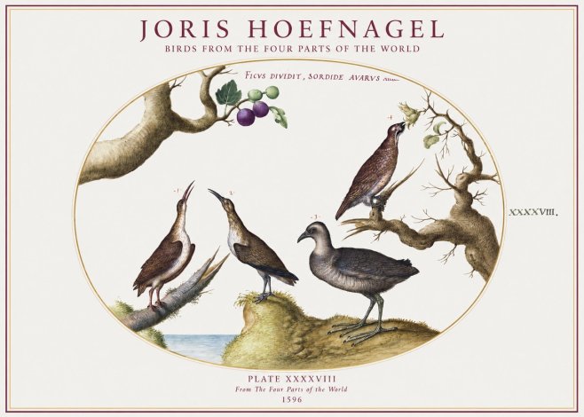Joris Hoefnagel Birds from the Four Parts of the World No1 - Poszter