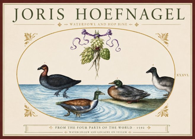 Joris Hoefnagel Waterfowl and Hop Bine No3 - Poszter