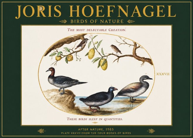 Joris Hoefnagel Plate Xxxvii from the Four Books of Birds No2 - Poszter