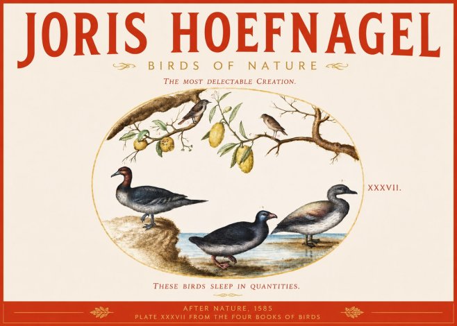 Joris Hoefnagel Plate Xxxvii from the Four Books of Birds No3 - Poszter
