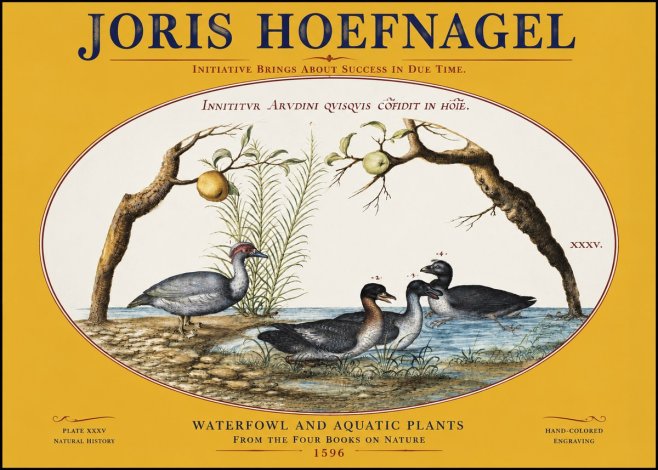 Joris Hoefnagel Waterfowl and Aquatic Plants No3 - Poszter