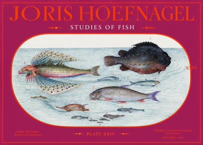 Joris Hoefnagel Studies of Fish II No2 - Poszter