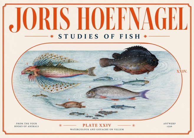 Joris Hoefnagel Studies of Fish II No4 - Poszter