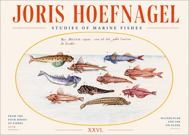 Joris Hoefnagel Studies of Marine Fishes No4 - Poszter