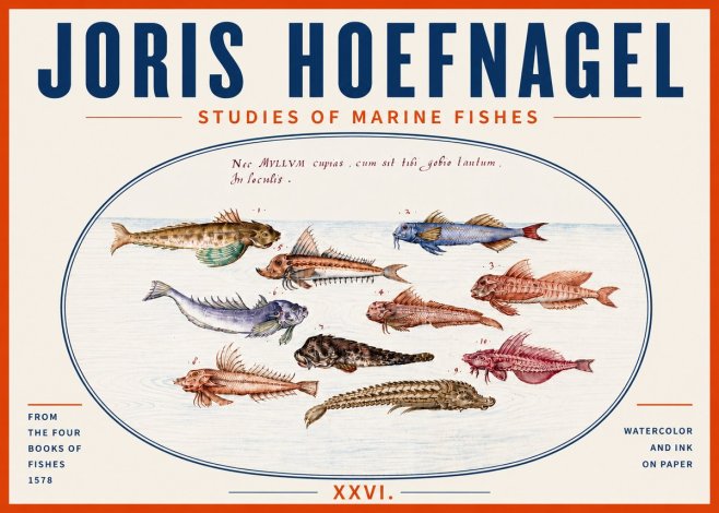 Joris Hoefnagel Studies of Marine Fishes No5 - Poszter