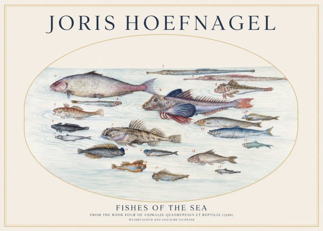Joris Hoefnagel Fishes of the Sea III No1 - Poszter