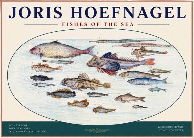 Joris Hoefnagel Fishes of the Sea III No4 - Poszter