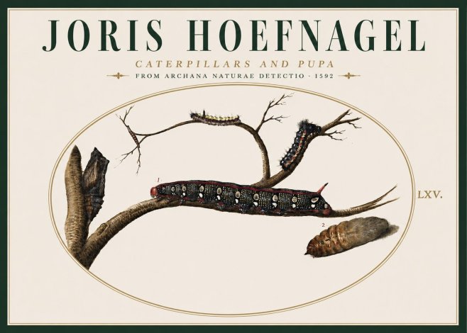 Joris Hoefnagel Caterpillars and Pupa No4 - Poszter