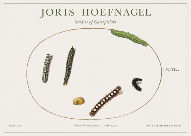 Joris Hoefnagel Studies of Caterpillars No1 - Poszter
