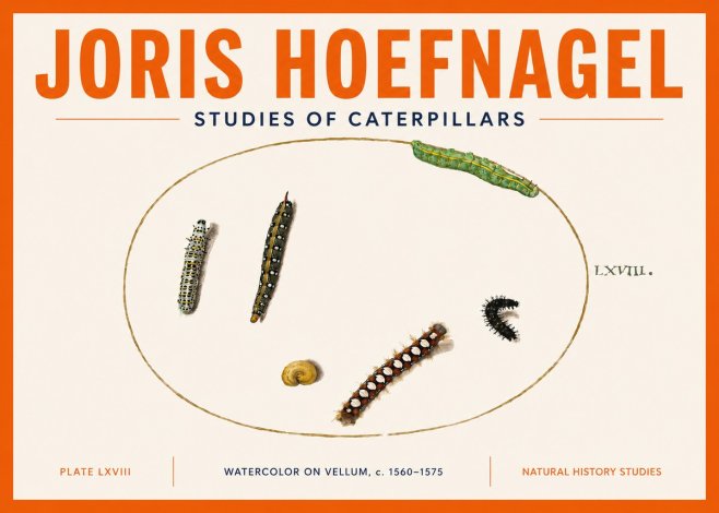 Joris Hoefnagel Studies of Caterpillars No5 - Poszter
