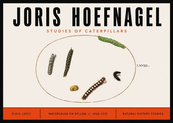 Joris Hoefnagel Studies of Caterpillars No6 - Poszter
