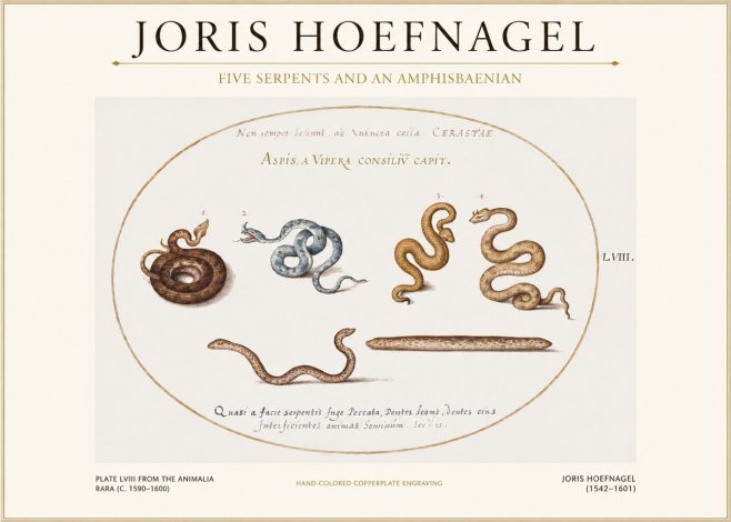 Joris Hoefnagel Five Serpents and an Amphisbaenian No1 - Poszter