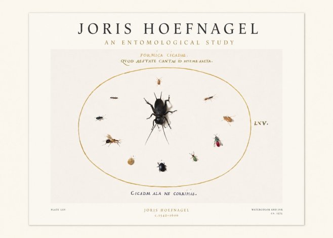 Joris Hoefnagel Formica Cicadae No1 - Poszter