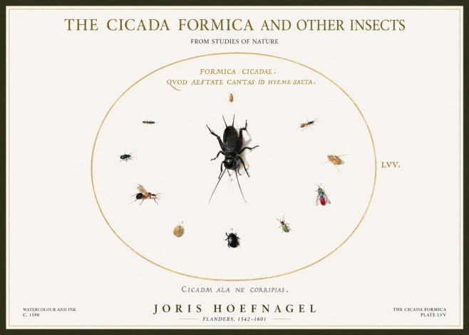 Joris Hoefnagel Formica Cicadae No5 - Poszter
