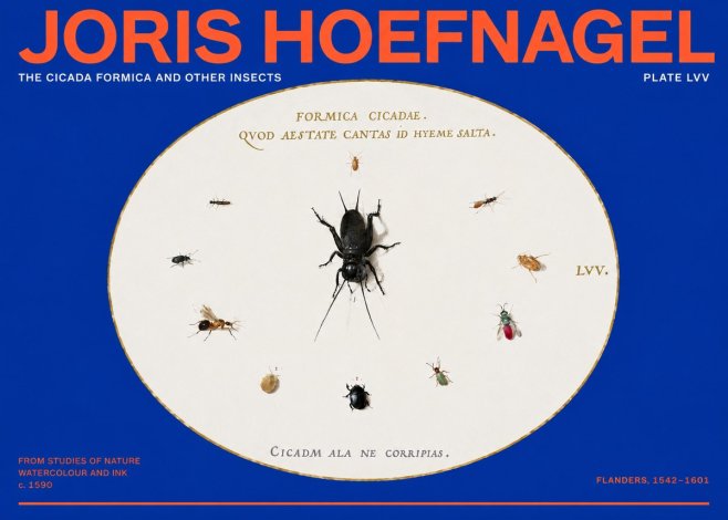 Joris Hoefnagel Formica Cicadae No6 - Poszter