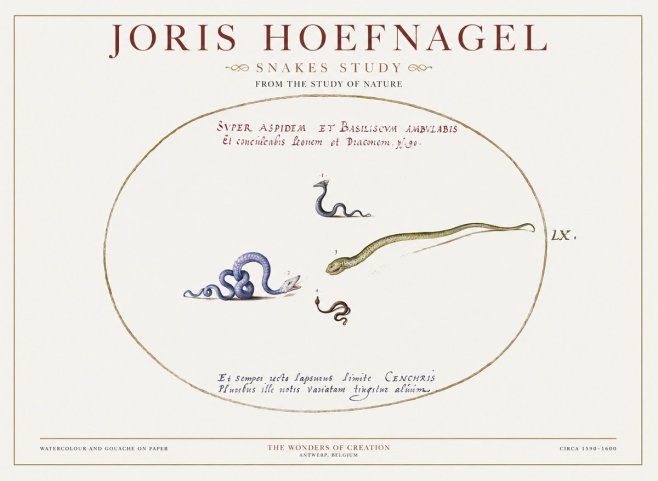 Joris Hoefnagel Studies of Serpents No2 - Poszter