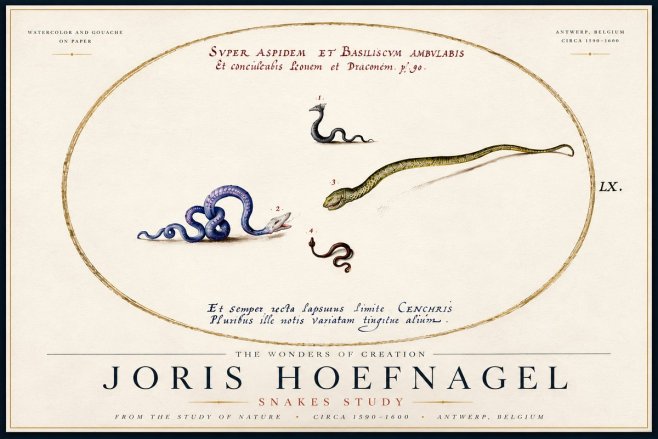 Joris Hoefnagel Studies of Serpents No6 - Poszter