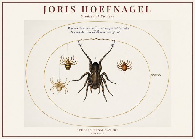 Joris Hoefnagel Study of Spiders No6 - Poszter