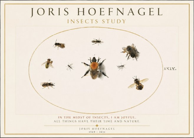 Joris Hoefnagel Insects Study II No1 - Poszter