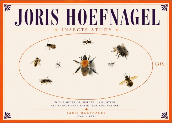 Joris Hoefnagel Insects Study II No5 - Poszter