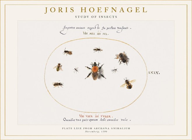 Joris Hoefnagel Insects Study II No6 - Poszter