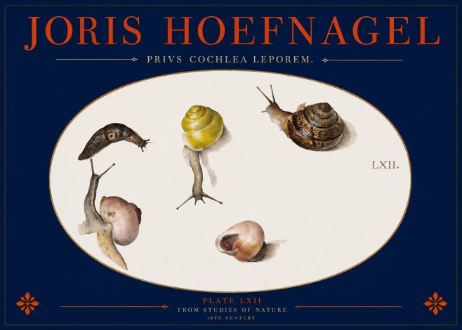 Joris Hoefnagel Privs Cochlea Leporem. No2 - Poszter