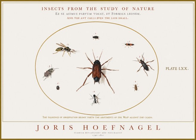 Joris Hoefnagel Insects from the Study of Nature No1 - Poszter