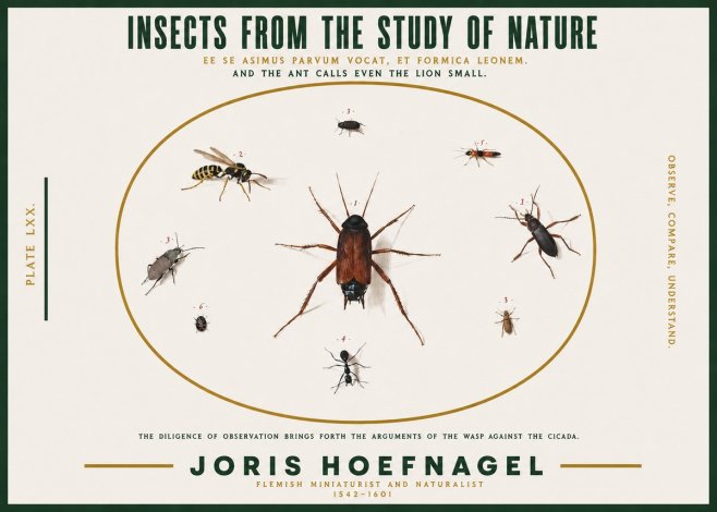 Joris Hoefnagel Insects from the Study of Nature No2 - Poszter