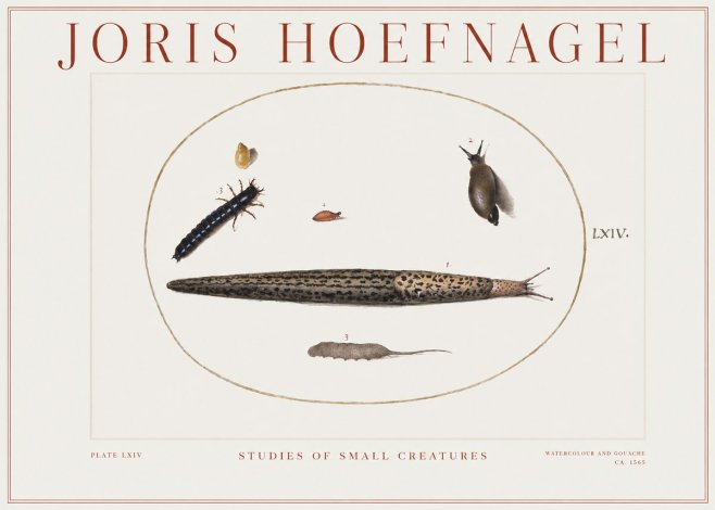 Joris Hoefnagel Plate Lxiv No2 - Poszter