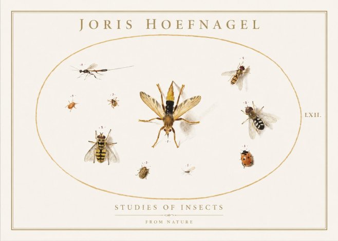 Joris Hoefnagel Studies of Insects IV No1 - Poszter