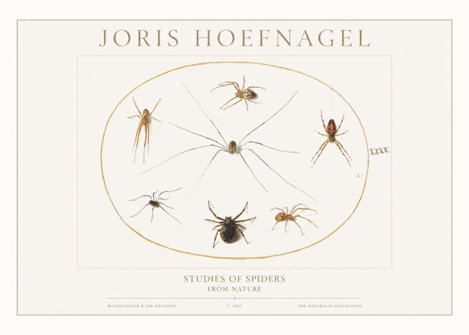 Joris Hoefnagel Studies of Spiders from Nature No1 - Poszter
