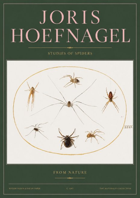 Joris Hoefnagel Studies of Spiders from Nature No2 - Poszter