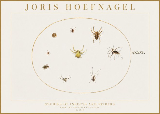 Joris Hoefnagel Studies of Insects and Spiders No1 - Poszter