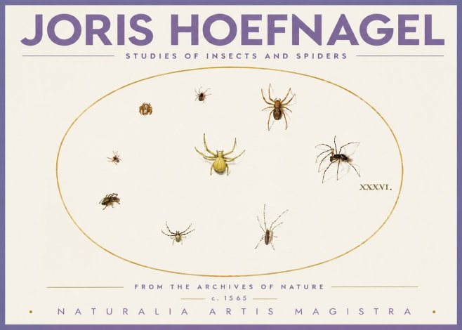 Joris Hoefnagel Studies of Insects and Spiders No4 - Poszter